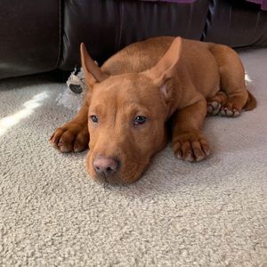 Meet your Posher, Ling